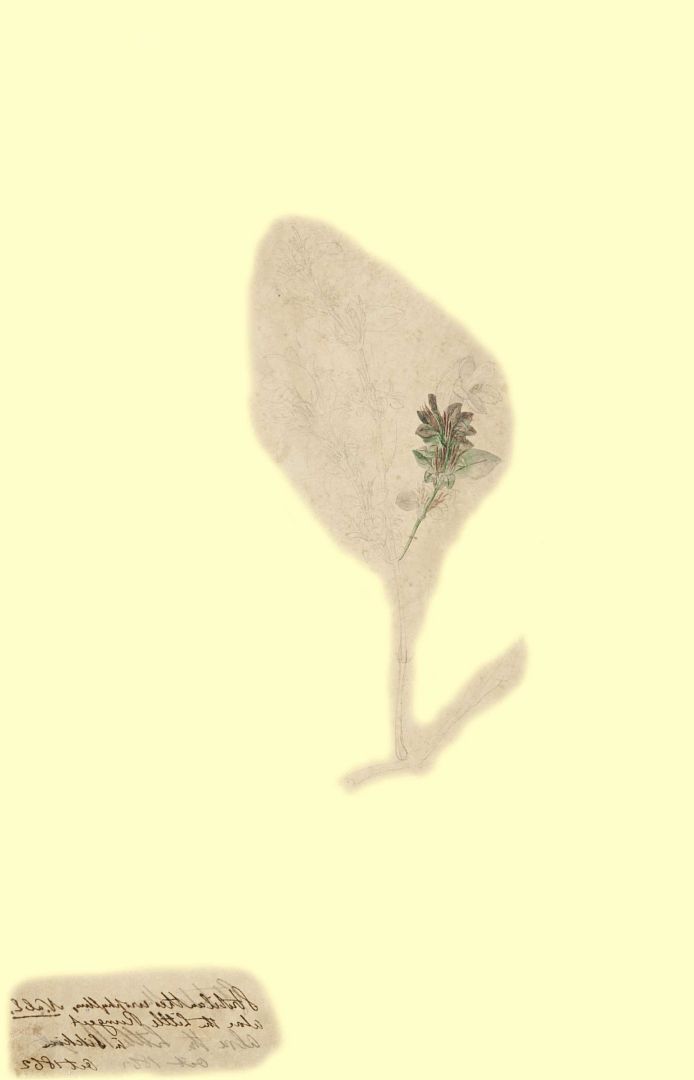 no HD illustration available (m1)