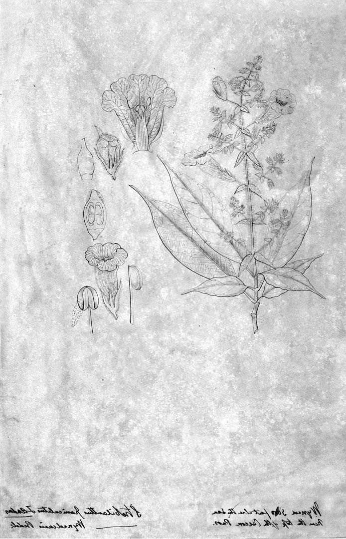 no HD illustration available (m1)