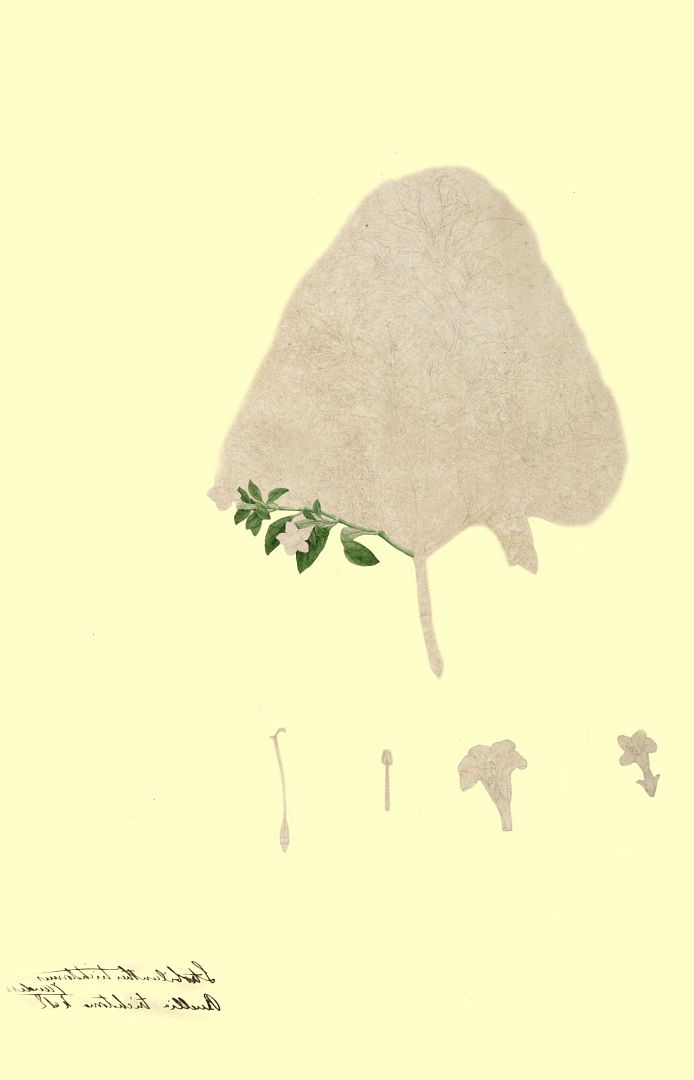 no HD illustration available (m1)