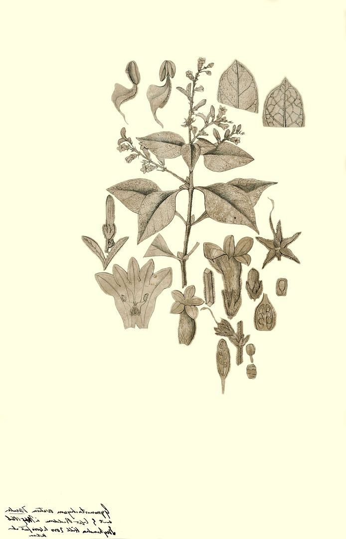 no HD illustration available (m1)