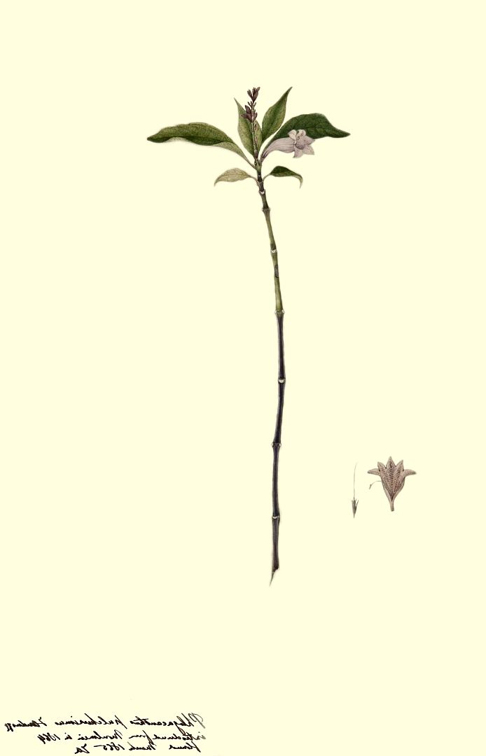 no HD illustration available (m1)