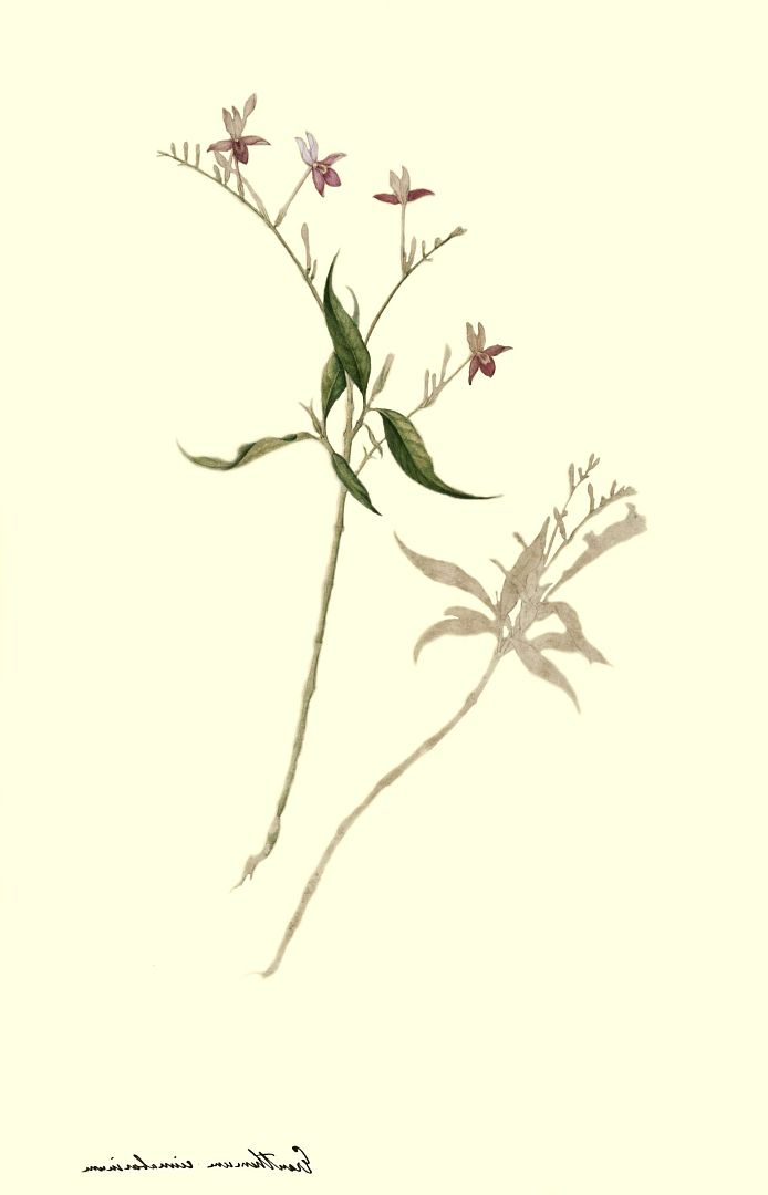no HD illustration available (m1)