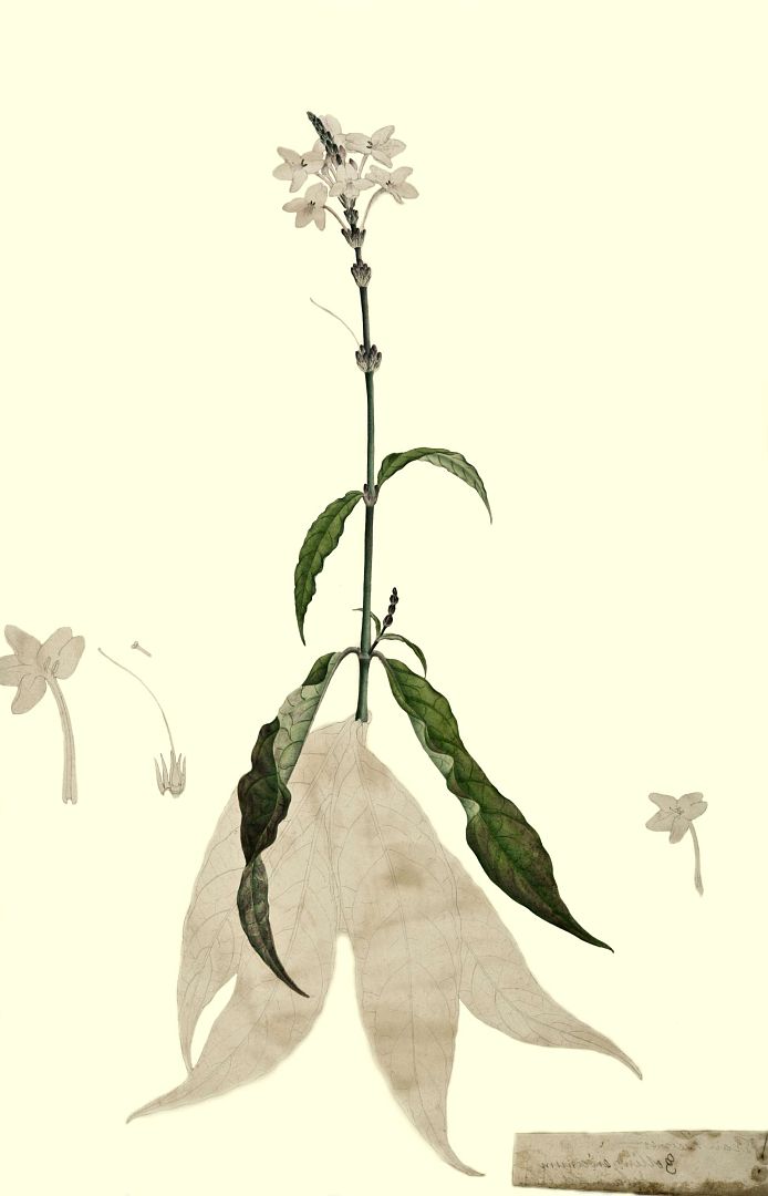 no HD illustration available (m1)