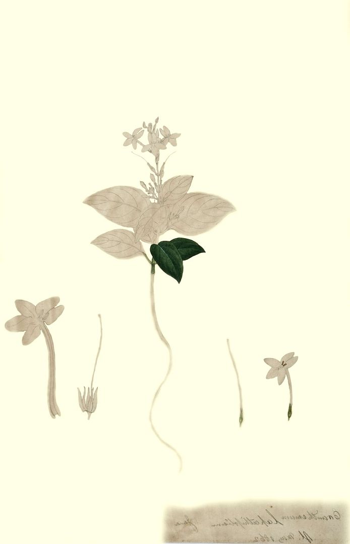 no HD illustration available (m1)