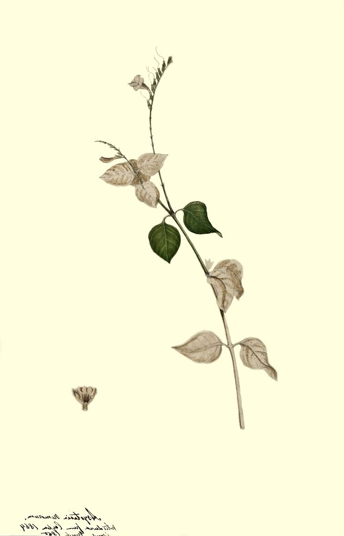 no HD illustration available (m1)