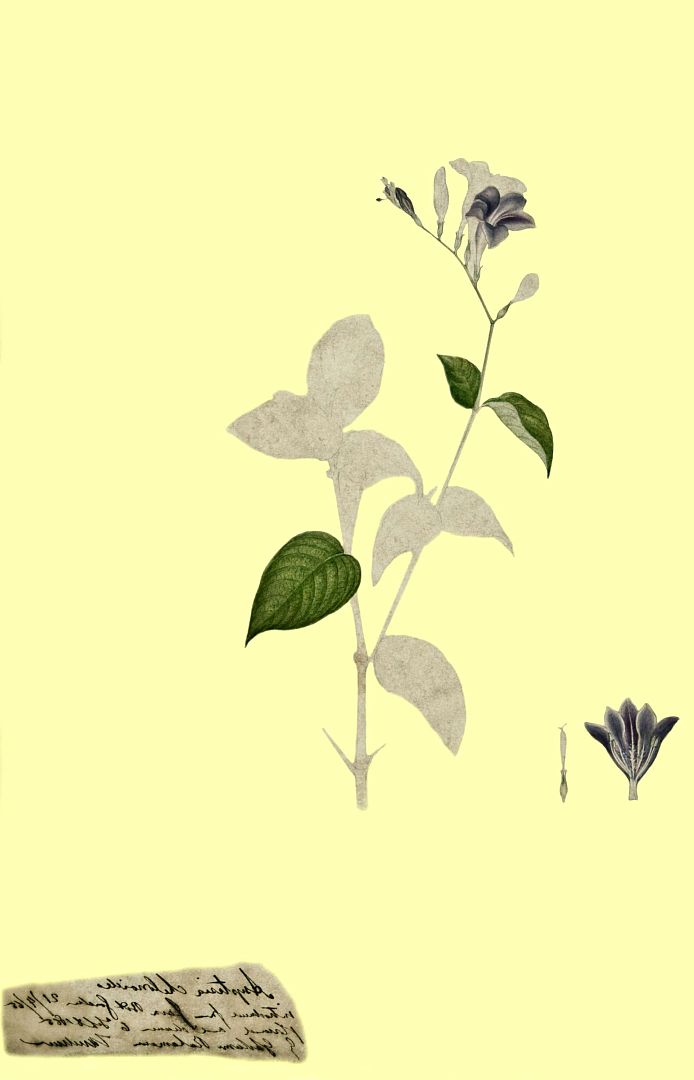 no HD illustration available (m1)