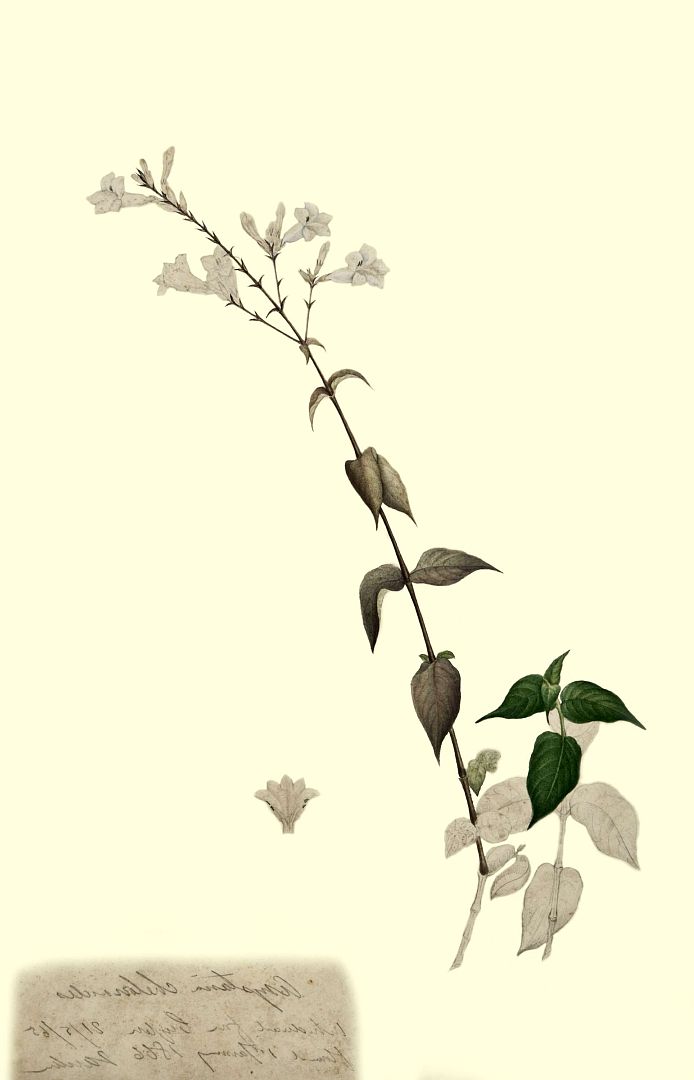 no HD illustration available (m1)