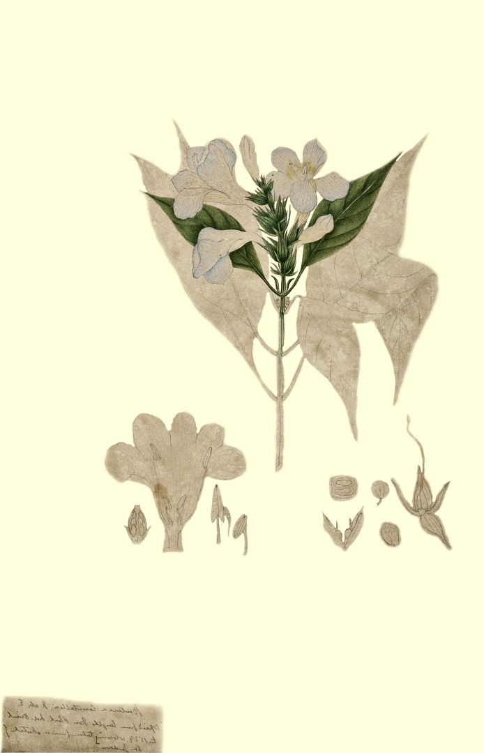 no HD illustration available (m1)