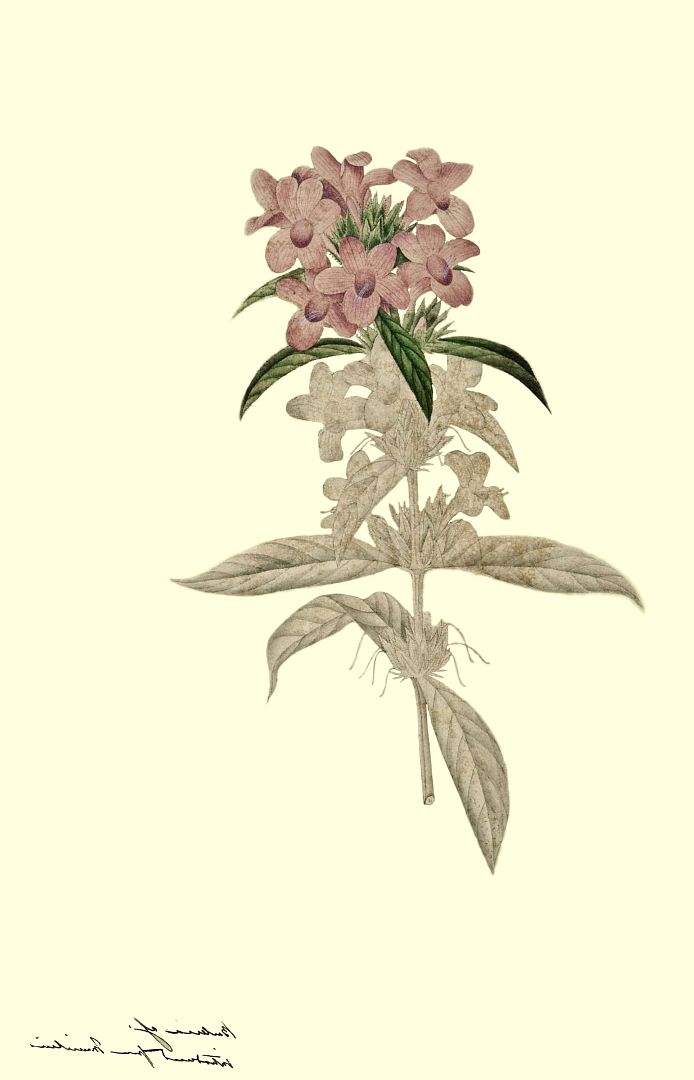no HD illustration available (m1)