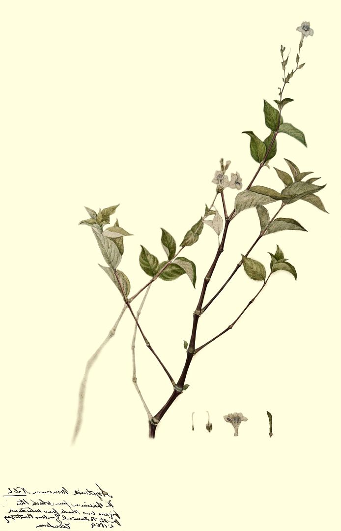 no HD illustration available (m1)
