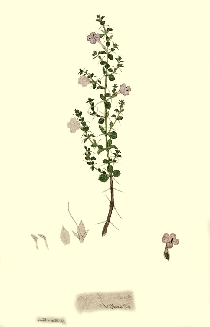 no HD illustration available (m1)