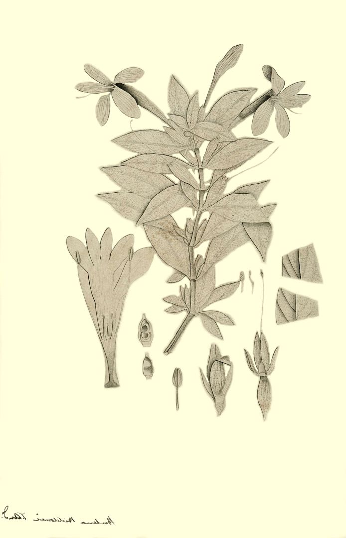 no HD illustration available (m1)