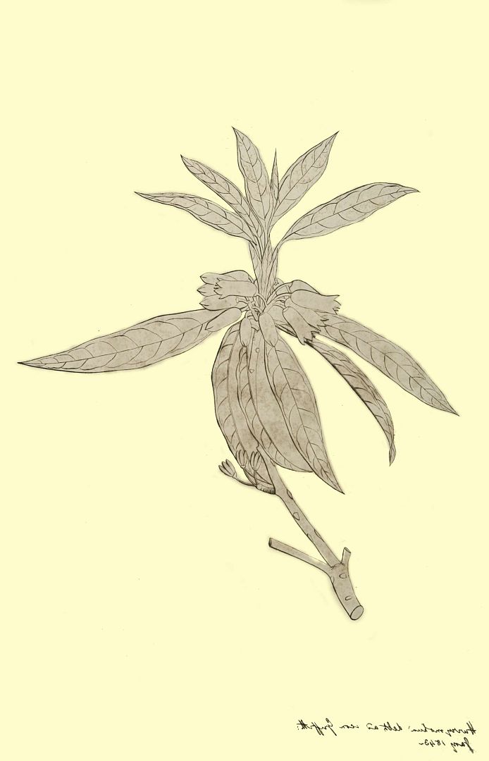 no HD illustration available (m1)