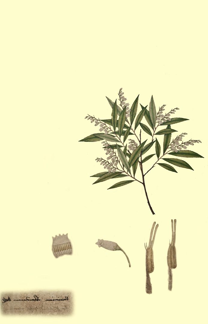 no HD illustration available (m1)