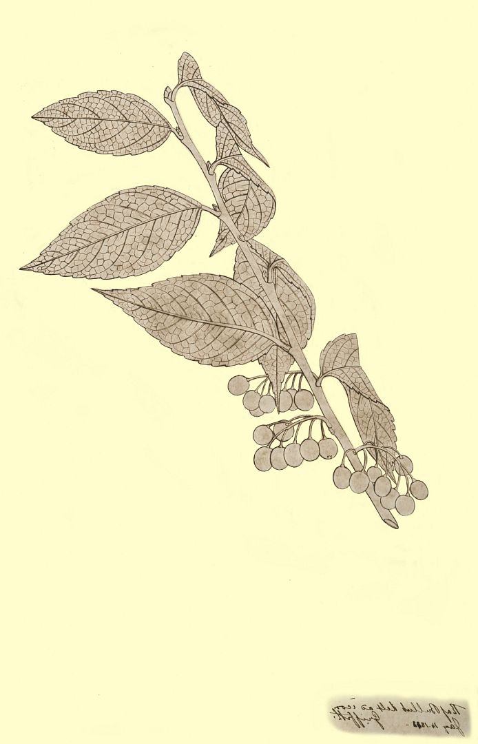 no HD illustration available (m1)