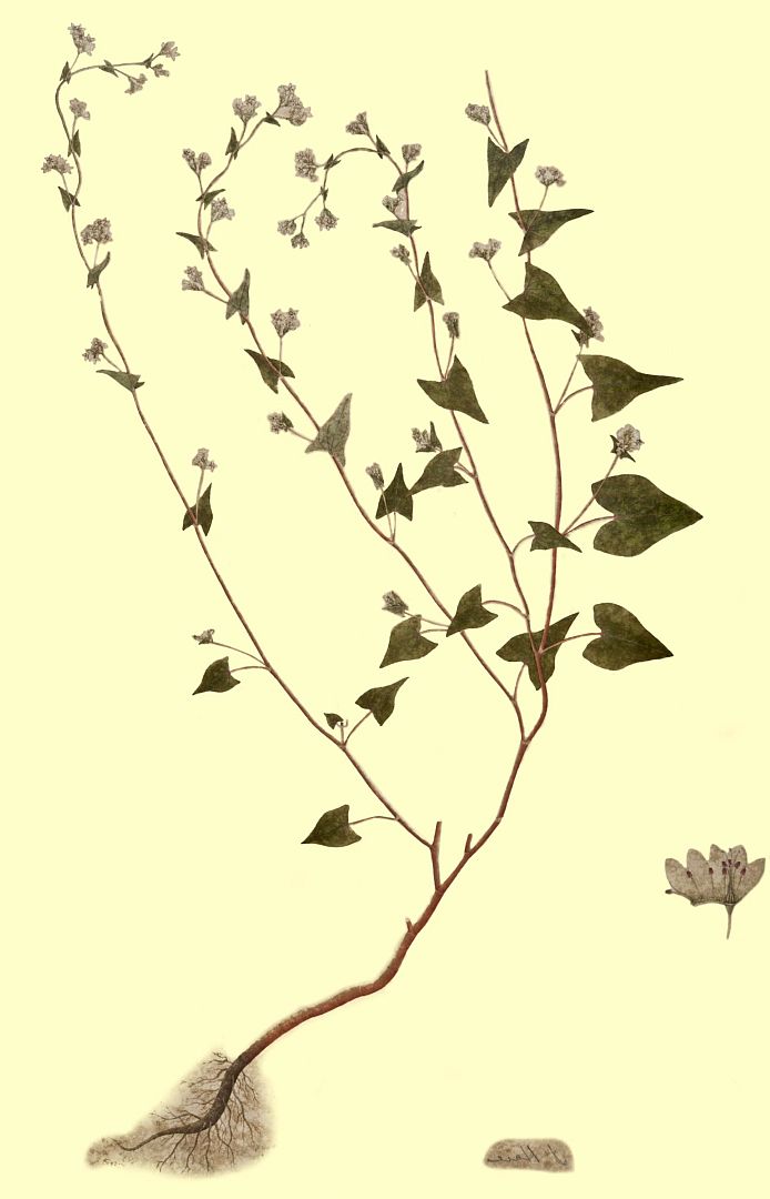 no HD illustration available (m1)