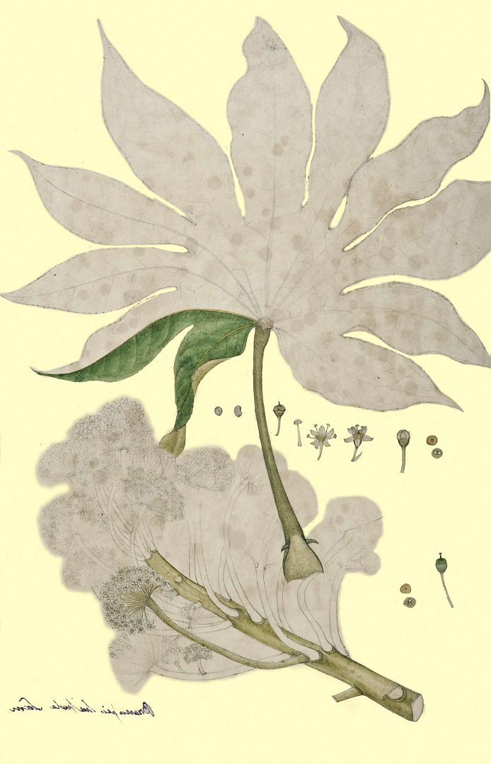 no HD illustration available (m1)