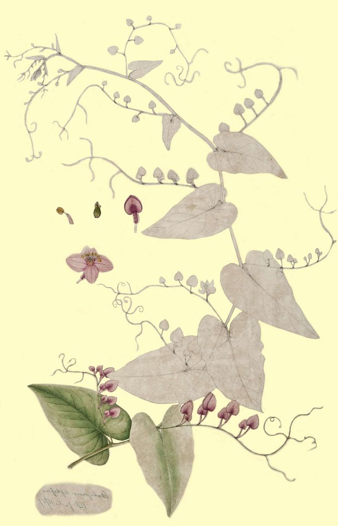 no HD illustration available (m1)