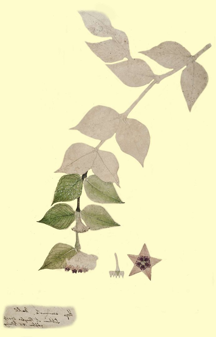 no HD illustration available (3)