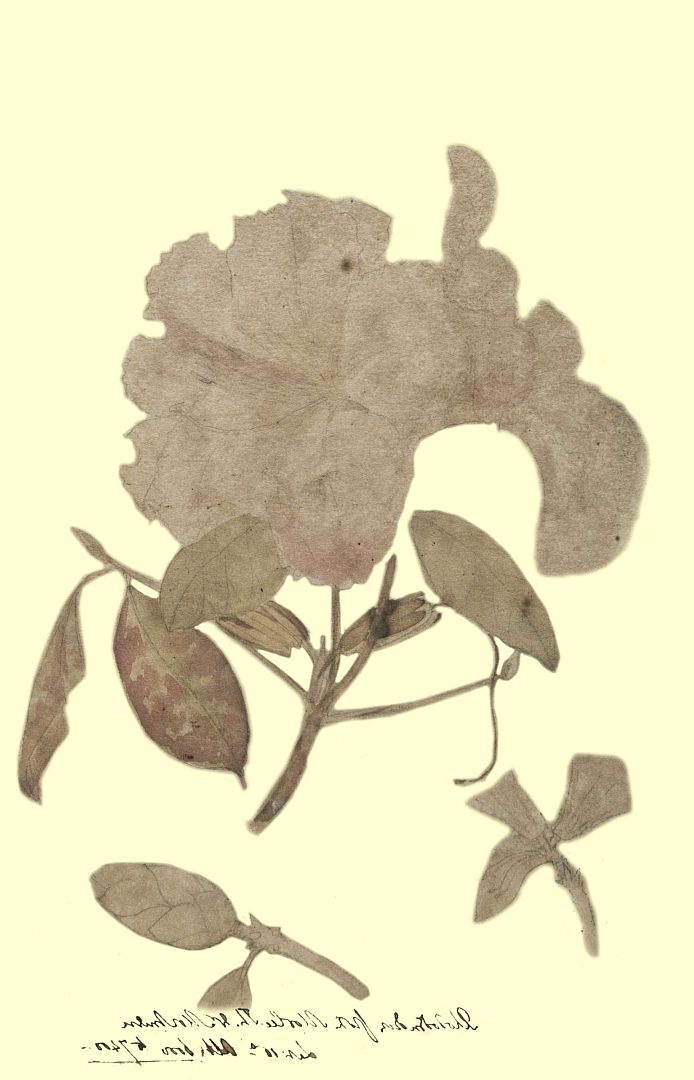 no HD illustration available (3)