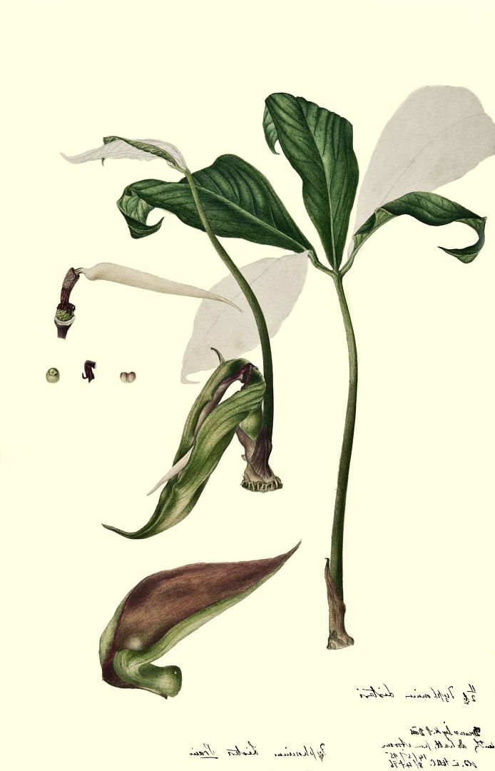 no HD illustration available (3)