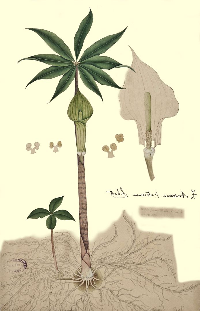 no HD illustration available (3)