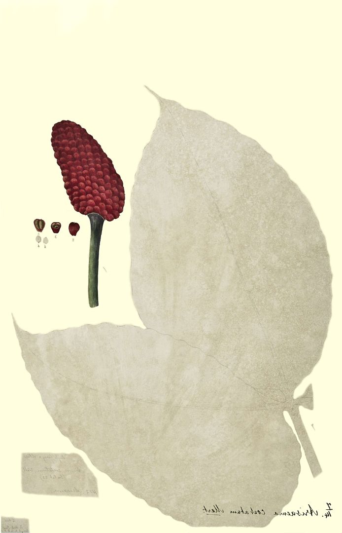 no HD illustration available (3)