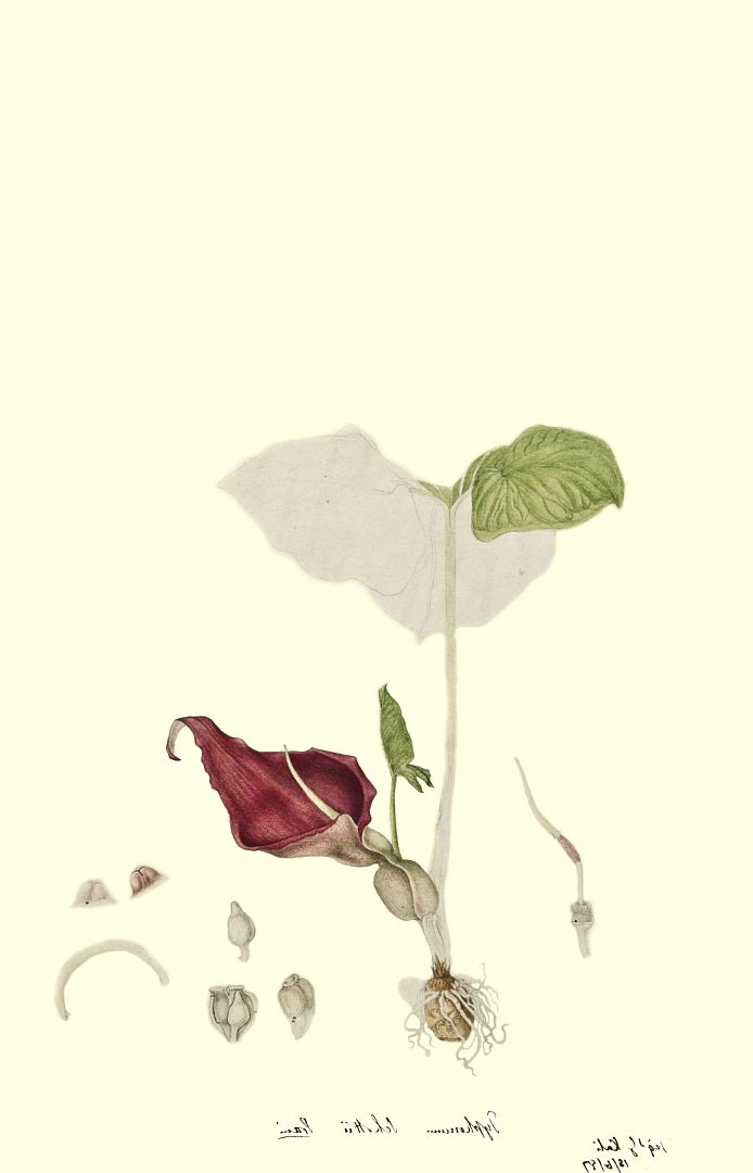 no HD illustration available (3)