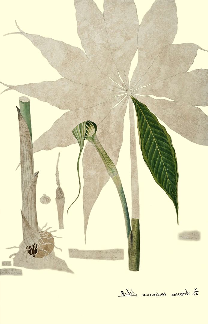 no HD illustration available (3)