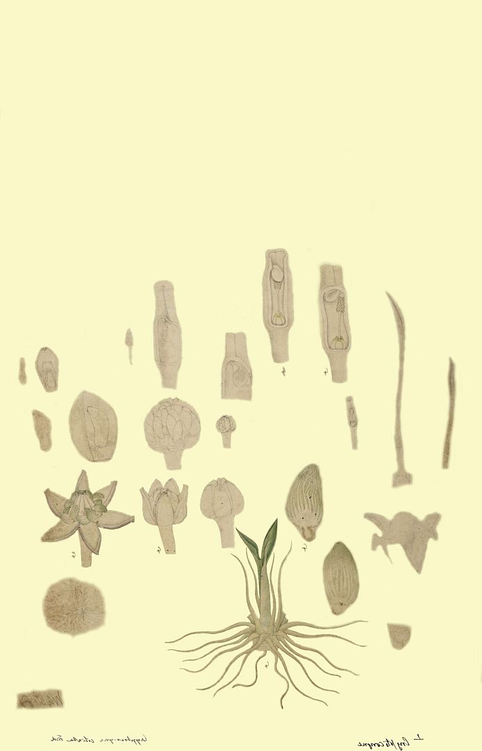 no HD illustration available (3)