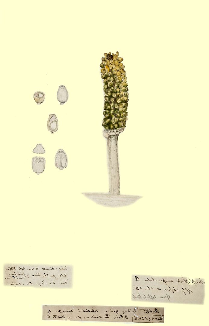 no HD illustration available (m1)