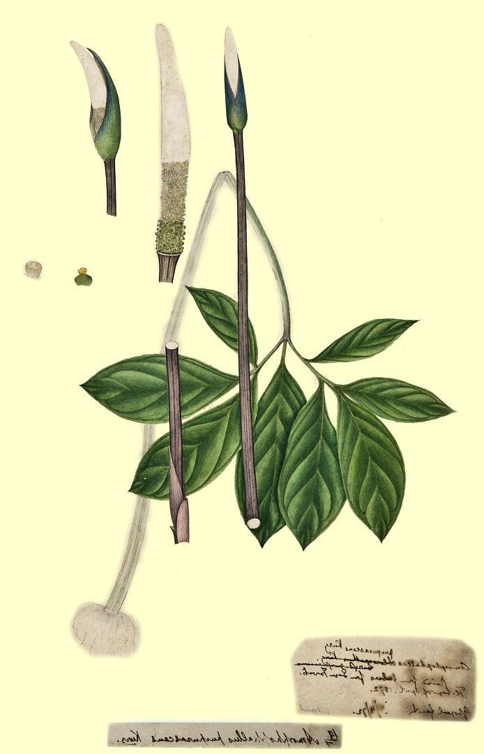 no HD illustration available (m1)