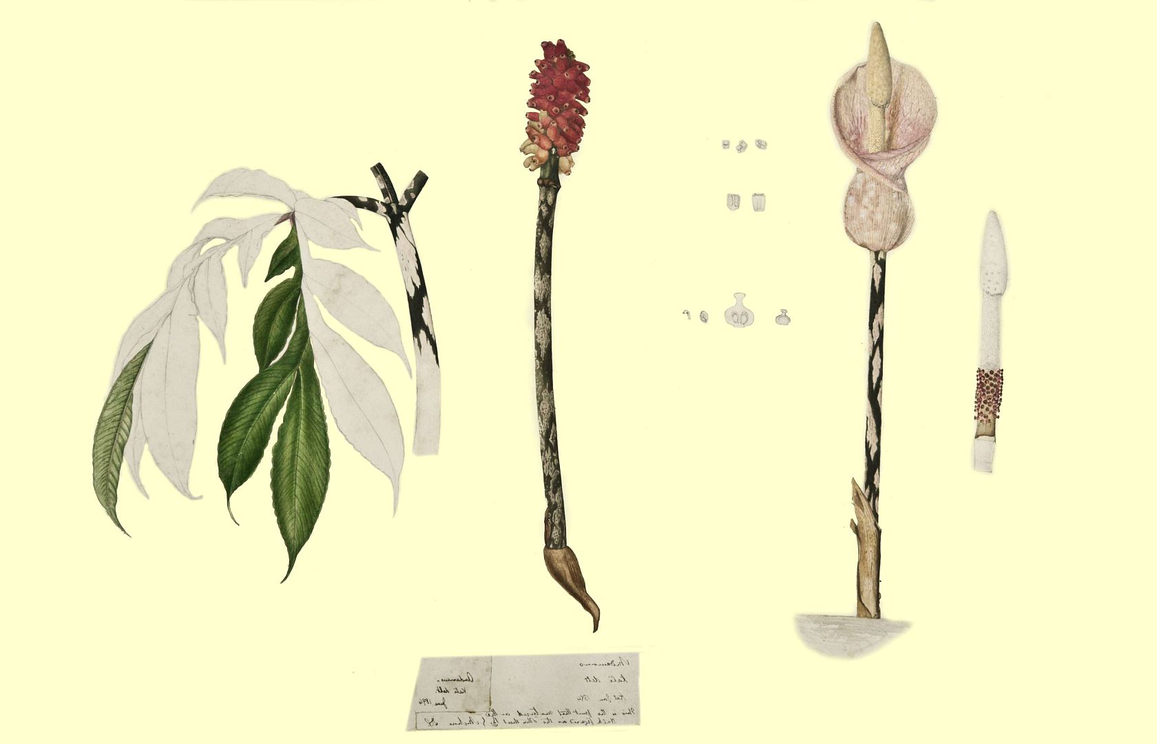 no HD illustration available (m2)