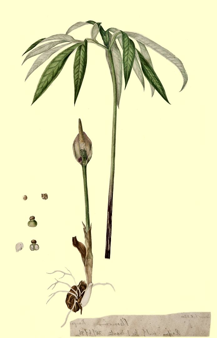 no HD illustration available (m1)