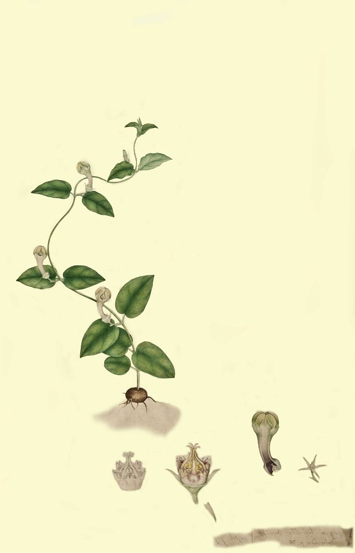no HD illustration available (m1)