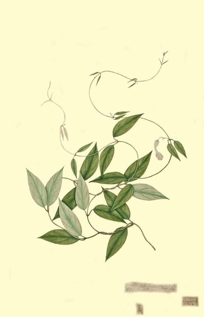 no HD illustration available (m1)