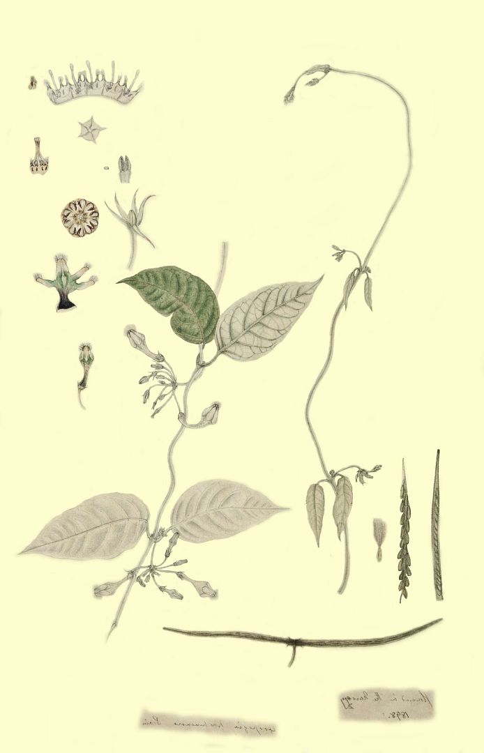 no HD illustration available (m1)