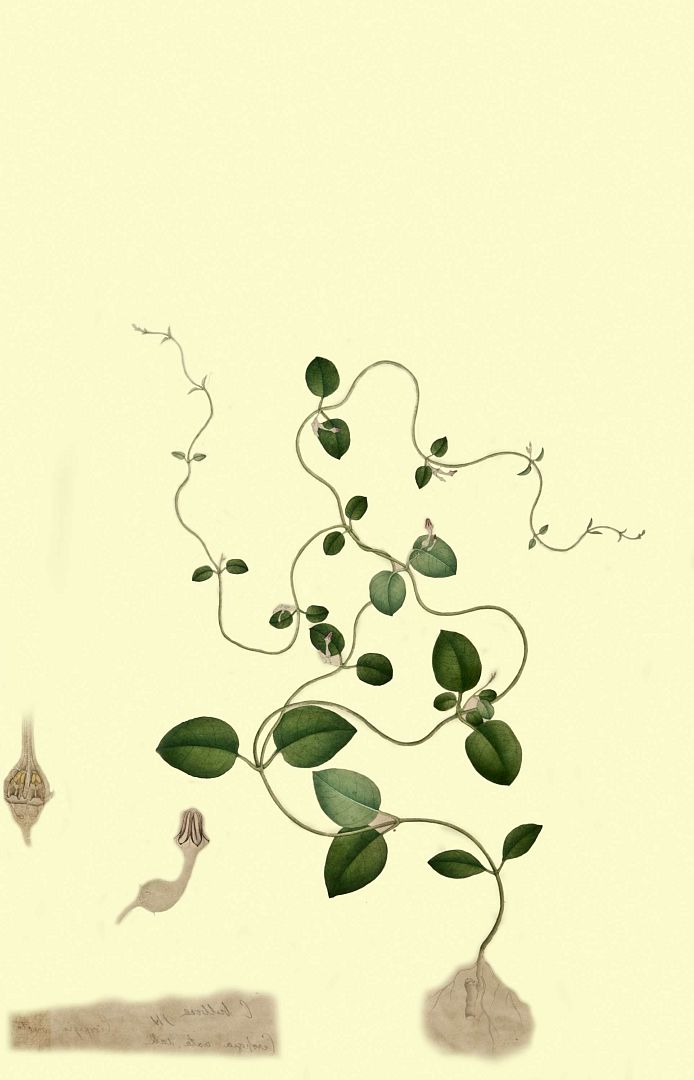 no HD illustration available (3)