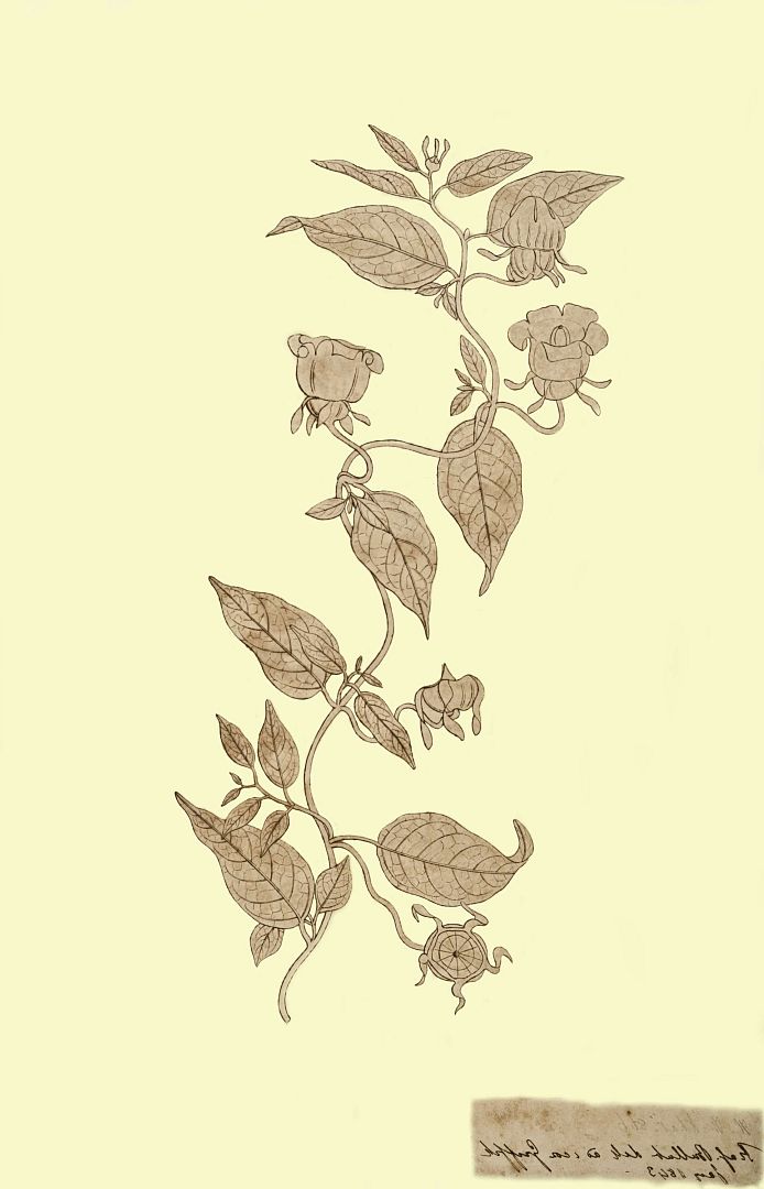 no HD illustration available (3)