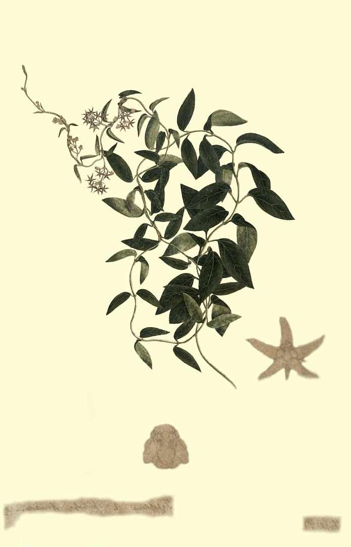 no HD illustration available (m1)