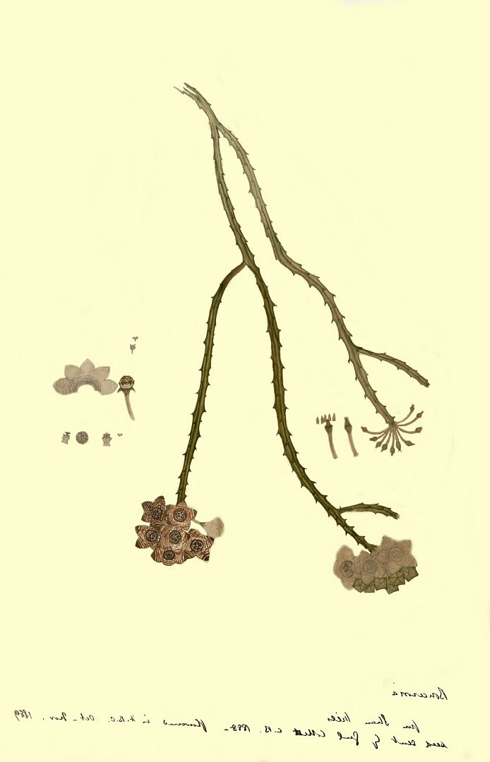 no HD illustration available (3)