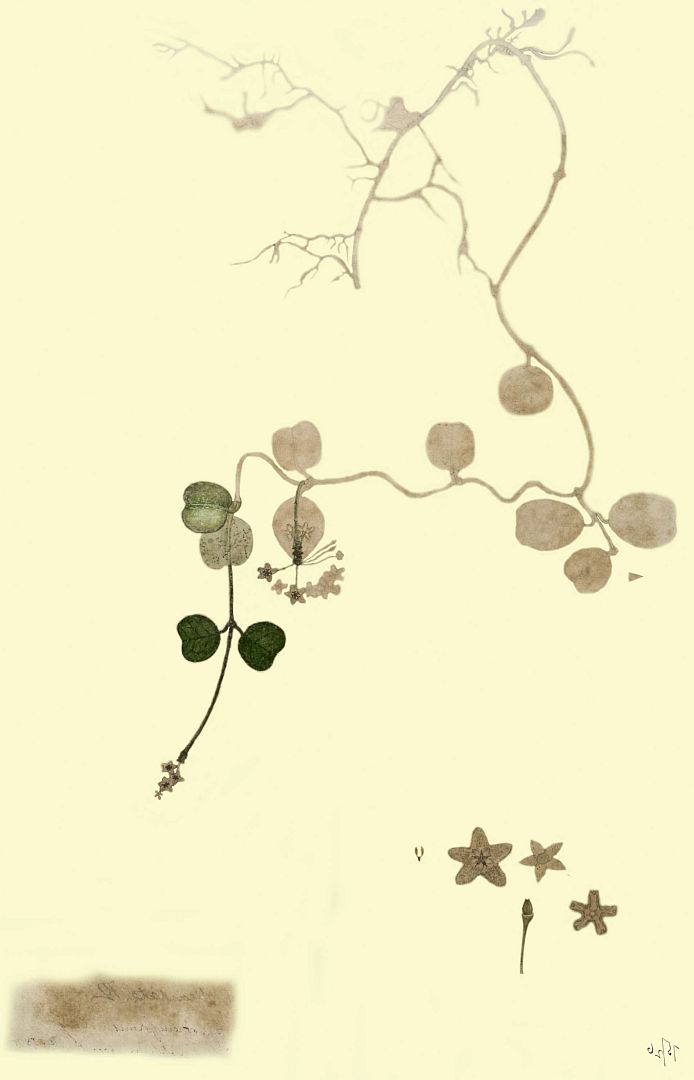 no HD illustration available (m1)