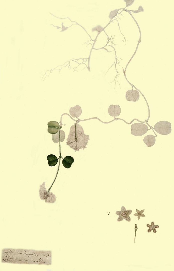 no HD illustration available (m1)
