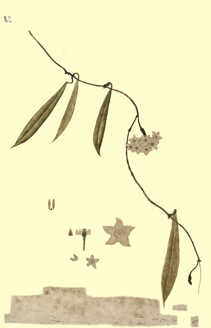 no HD illustration available (m1)