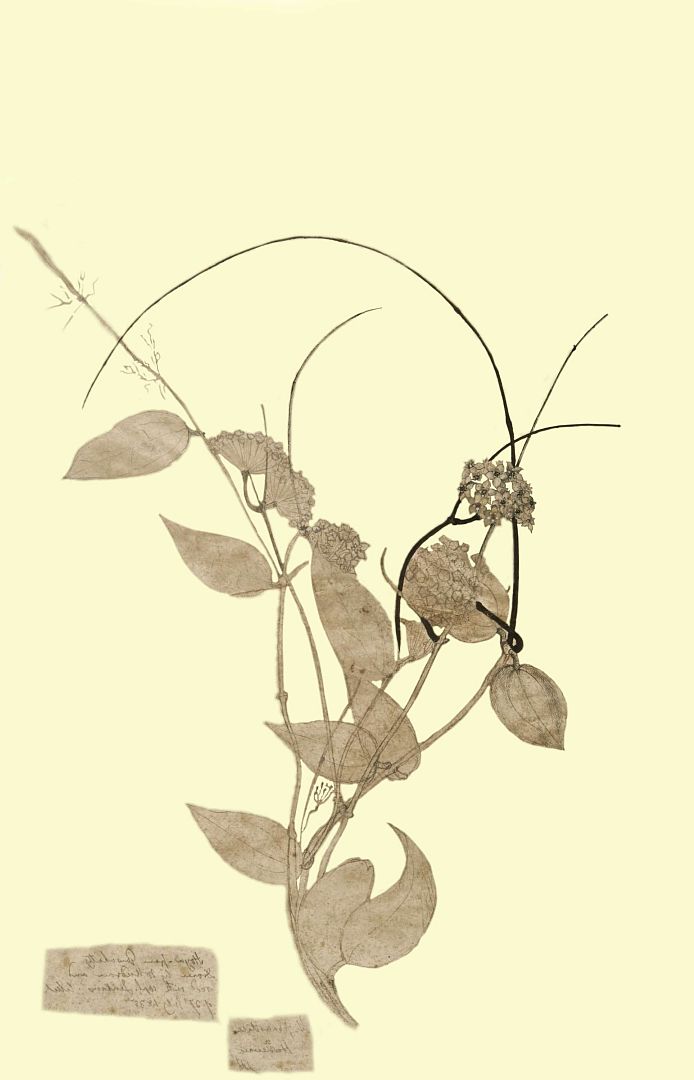 no HD illustration available (m1)