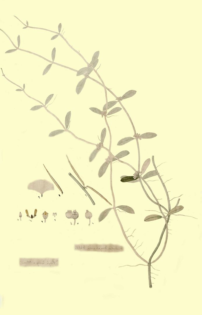 no HD illustration available (m1)