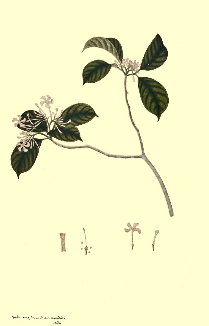 no HD illustration available (m1)