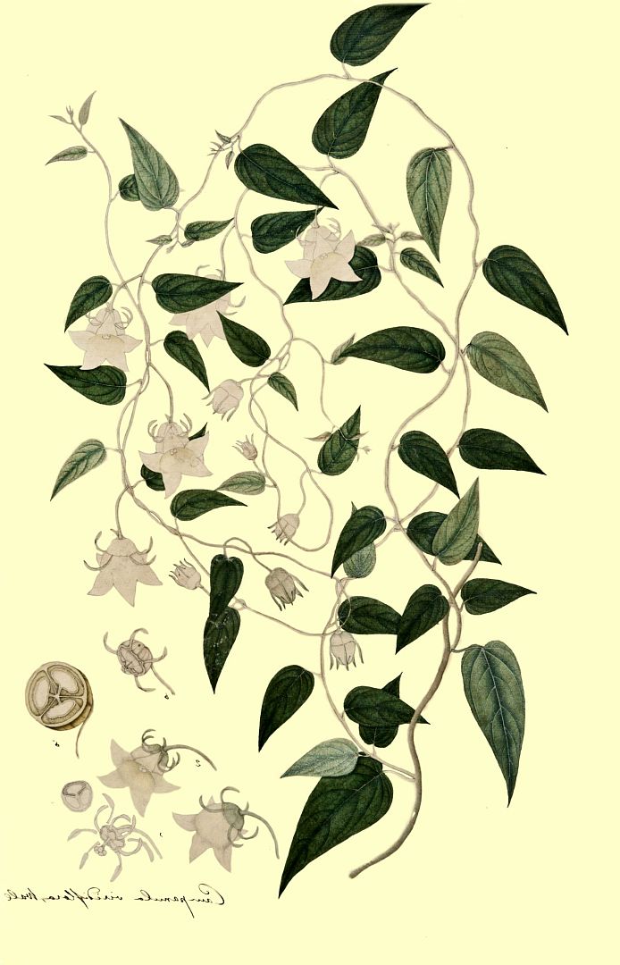 no HD illustration available (m1)