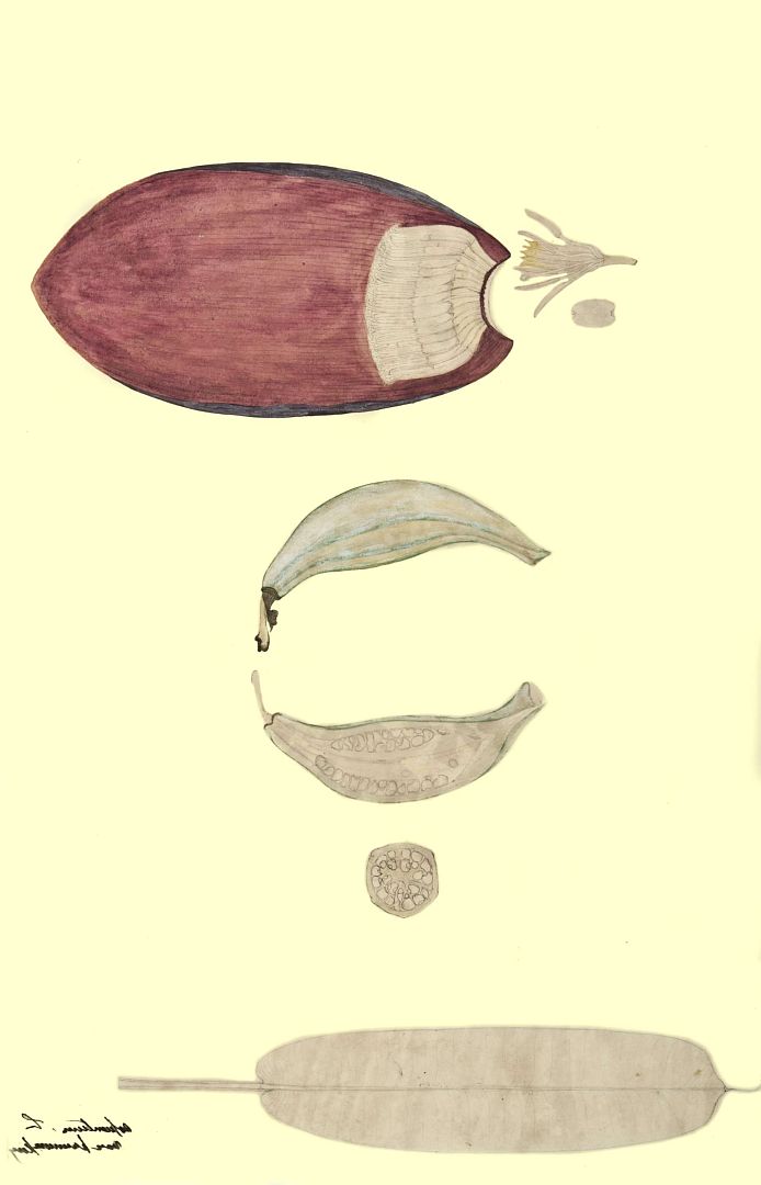 no HD illustration available (m1)