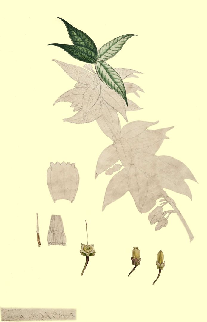 no HD illustration available (m1)